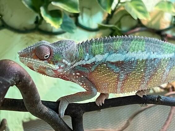 Furcifer pardalis ambilobe | iFauna.cz