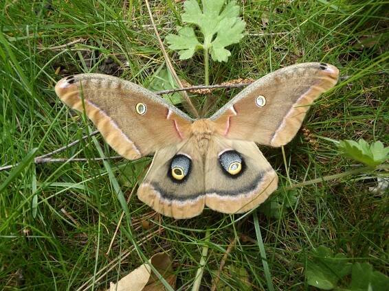 Antheraea polyphemus — “Polyphemus moth”