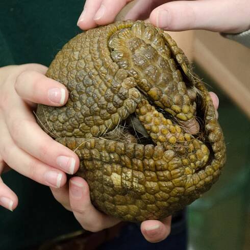 Soubor:Southern three-banded armadillo (10432292444).jpg – Wikipedie