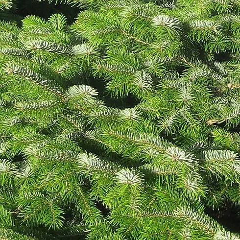 Řezaný živý vánoční stromeček Prémiová Jedle Nordmann výška 150-200 cm