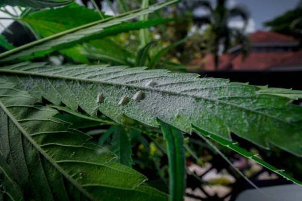 mealybug na konopí, konopí, list marihuany. bug, citrusové nebezpečné škůdce rostliny rostoucí venku. - chlebovník - stock snímky, obrázky a fotky