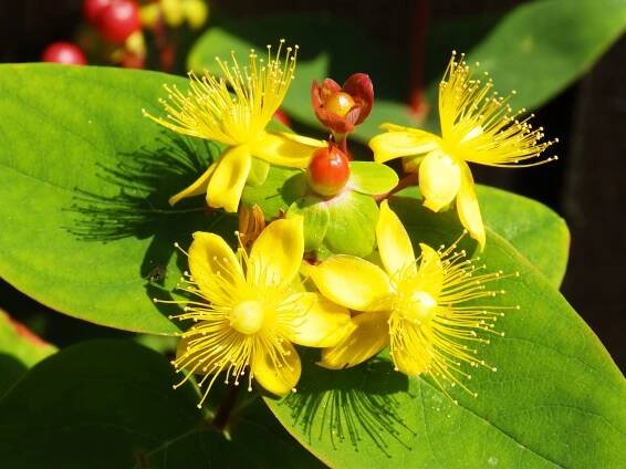 Hypericum androsaemum, Sheila Sims