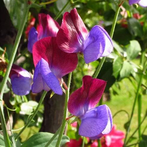 John Denson's World of Gardens | Take Your Garden to the Next Level