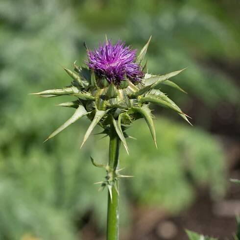 Milk thistle flower (Silybum marianum)
