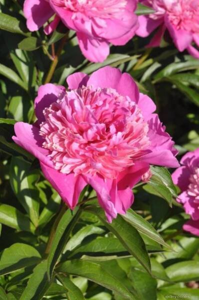 Pivoňka čínská Cassiopeia - Paeonia lactiflora