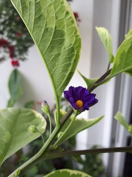 Pokojovky: Hořcový stromek panašovaný - Lycianthes rantonnetii, syn. Solanum rantonnetii.