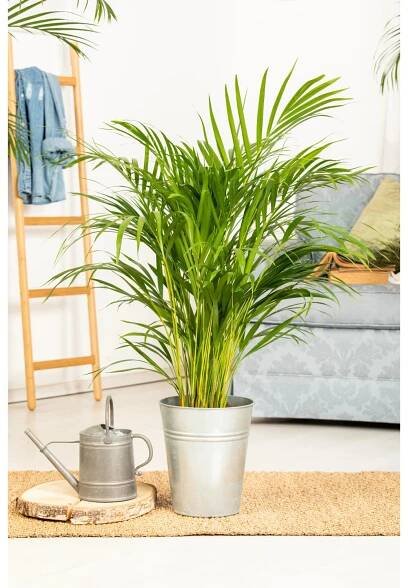 GROW by OBI Chrysalidokarpus nažloutlý (Dypsis Lutescens) "Areca" 130cm, pr.24cm
