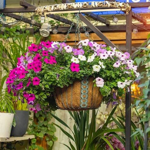Petúnie velkokvětá převislá – Petunia hybrida pendula – prodej semen