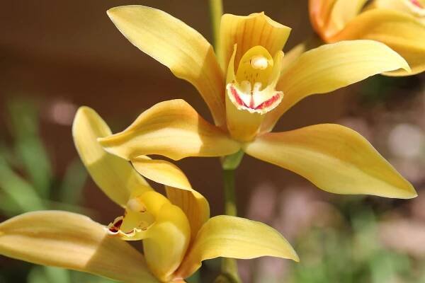 Cymbidium: návod na pěstování této nádherné rostliny