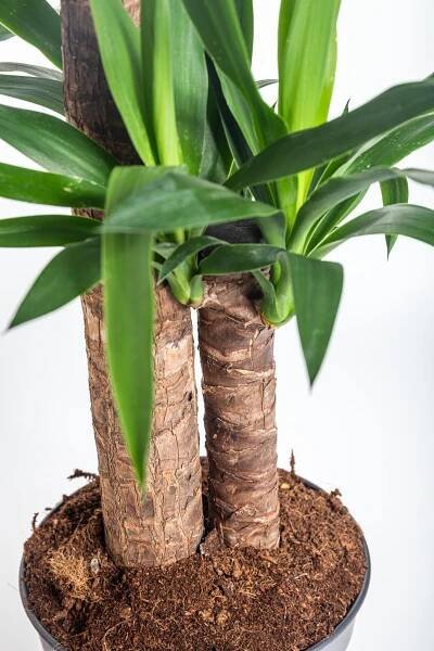 Juka pokojová, Yucca, 2-3 výhony, květináč 21 cm skladem | ZAZUMi.cz