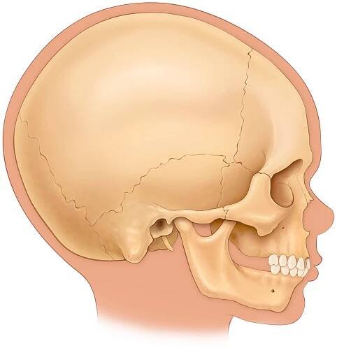 Pediatric Skull