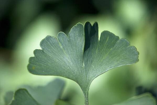 Jinan dvoulaločný Saratoga (Ginkgo biloba)