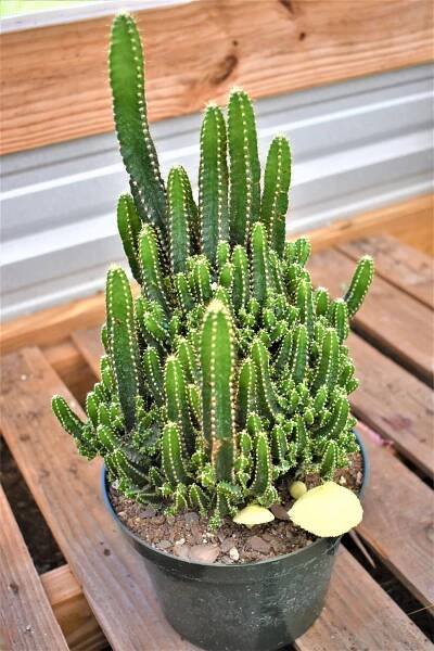 Is the Fairy Castle Cactus an Acanthocereus or Cereus? | Indoor cactus plants, Fairy castle cactus, Indoor plants