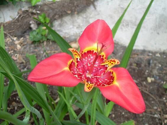 Tigridia pavonia