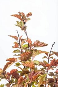 Tavola kalinolistá, Physocarpus opulifolius Little Angel, velikost kontejneru 1.4 l-10613