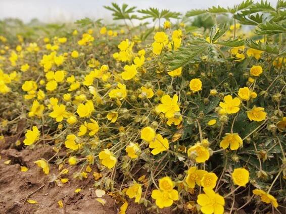 růžovité- ROSACEAE – 2. stránka – PlantaNaturalis.com