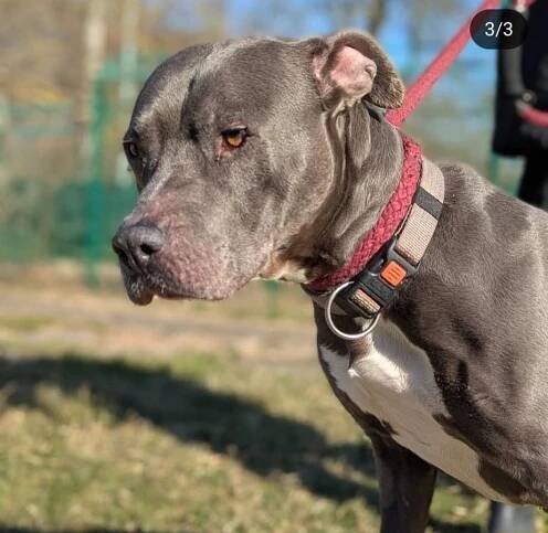 Psi k adopci z útulků, azylů a neziskových organizací