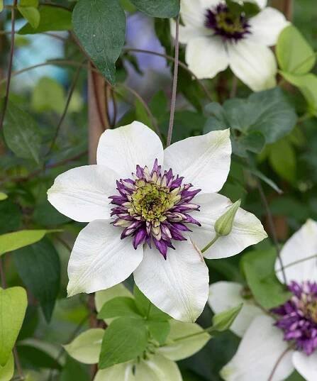 Clematis Florida Sieboldii