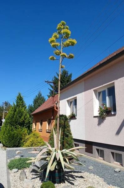 Agáve v obci na Slovácku konečně vykvetla. Její majitelé na to čekali 51 let