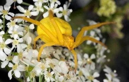 Ženské zlaté pruty krab pavouk, Misumena vatia na květu — Stock obrázek