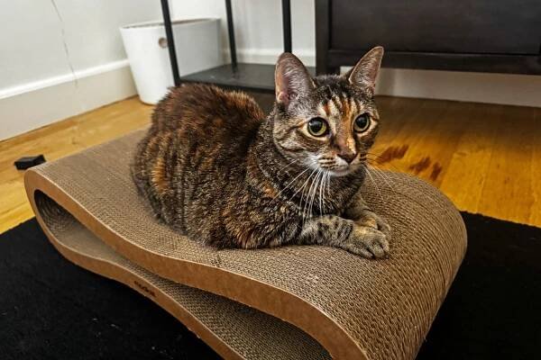 A cat sits on the Modkat Cat Scratcher Lounge Set