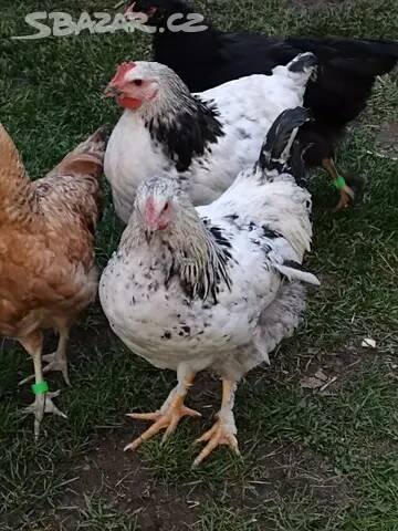 Prodám 2x kohoutek Brahmanka bílá