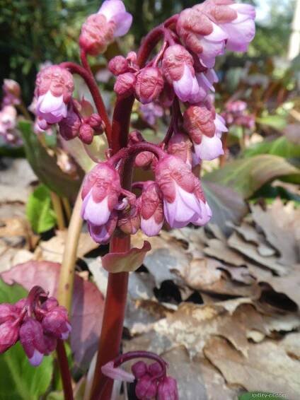 Bergénie Sunningdale - květ (Bergenia x hybrida), květy, květenství