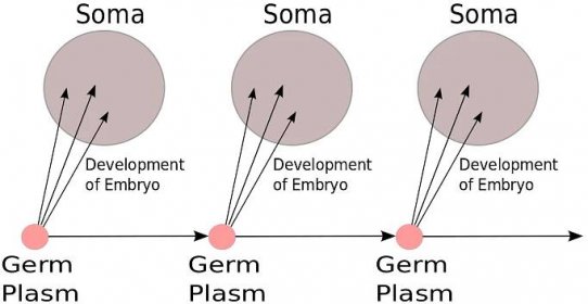 Germ plasm