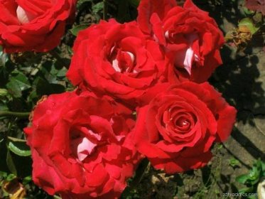 Růže Osiria - Rosa