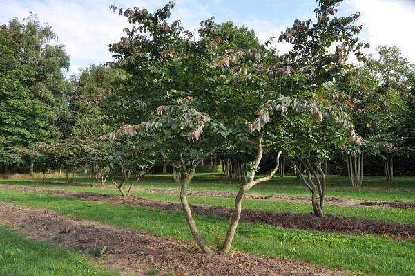 Parrotia persica Schirm malerisch 2 Grdst