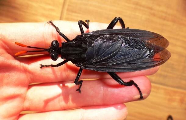 giant flying bug
