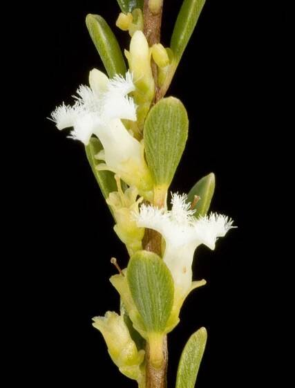 Styphelia crassifolia