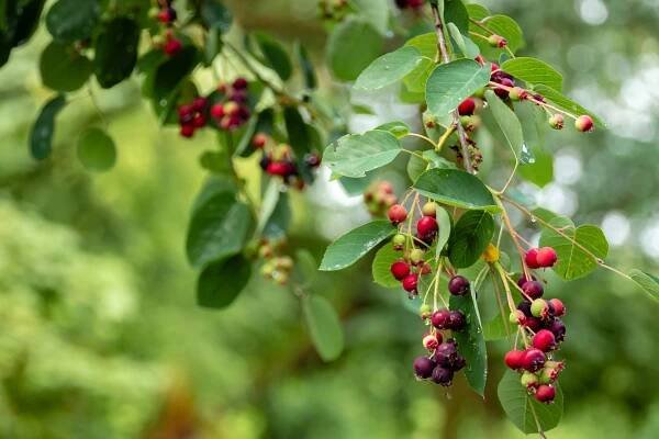 Sambucus Nigra, Why It's a Must-Have Ingredient
