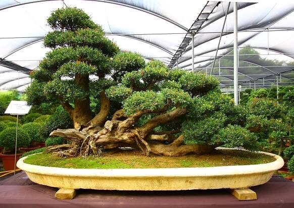 Soubor:The bonsai experience (2875993491).jpg – Wikipedie