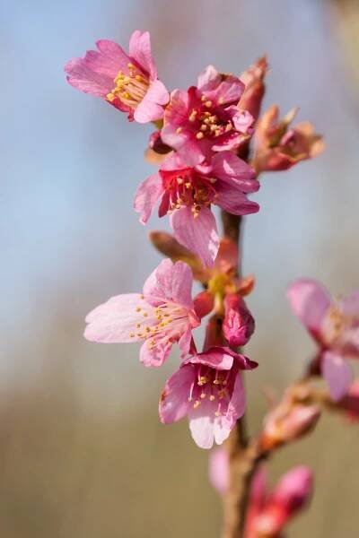 Prunus incisa 'Paean' | slivoň vyříznutá 'Paean' - Van den Berk školky