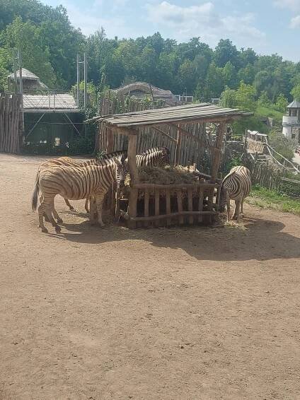 ZOO 1