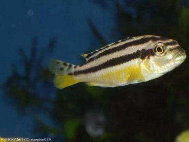 Tlamovec pestrý - Melanochromis auratus