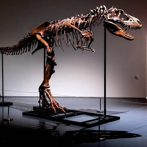 Skeleton of a Gorgosaurus Sells at Auction for $6.1 Million