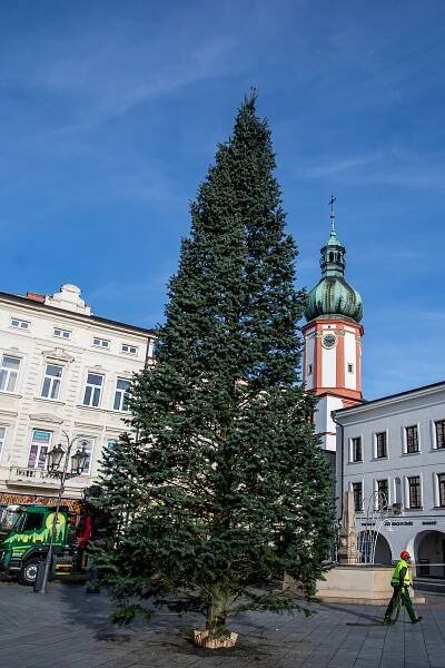 VIDEO: Toto je vánoční strom pro Frýdek-Místek, jedle stojí na náměstí Svobody