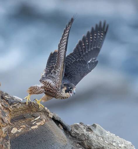 falcon_34