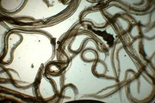 Helminths / Helminths