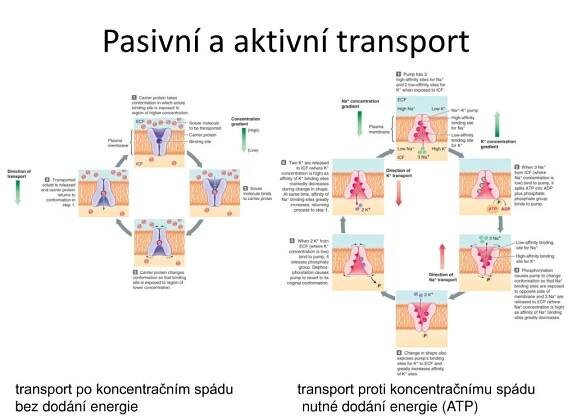 PPT - Fyziologie buňky PowerPoint Presentation, free download - ID:6613320