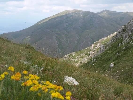 Eastern Alpine and Dinaric Society for Vegetation Ecology | 35th EADSVE Meeting – Ohrid 2013