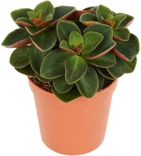 Různé sukulenty "Eden Collection" průměr květináče cca 5,5 cm