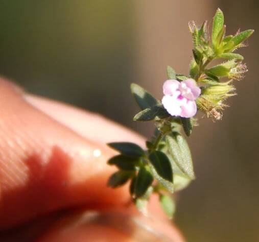 Spathodea campanulata – eFlora of India