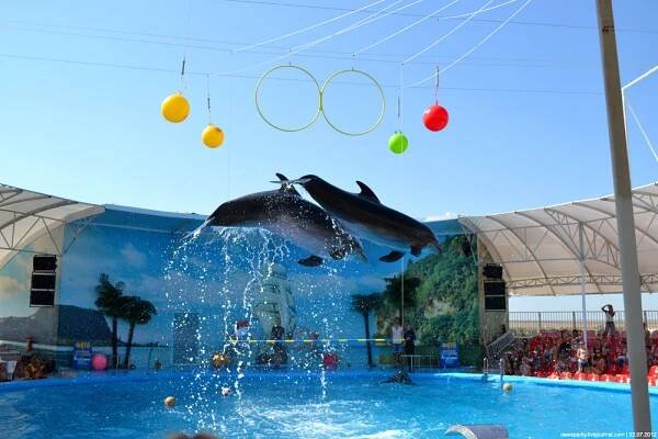 Okoun říční Dolphinarium 'Nemo' 