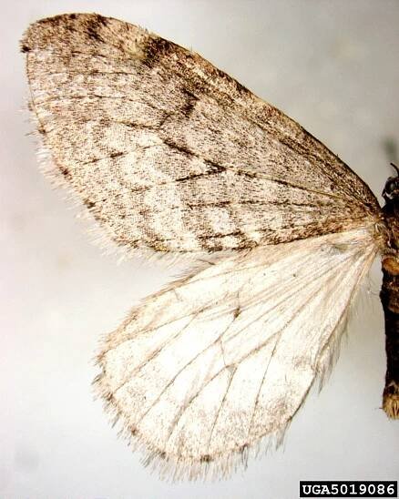 Operophtera bruceata