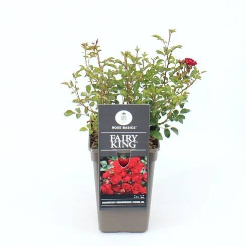 Růže 'Fairy King'® - Zahradní centrum 