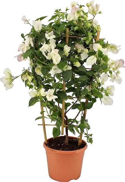 OBI Bugenvilea bílá na špalíru průměr květináče cca 21 cm Bougainvillea sandrina nakoupit u OBI