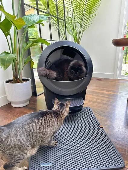 Spring Cleaning 2025: Best Pet-Safe Cleaning Products - Tiffy Cooks